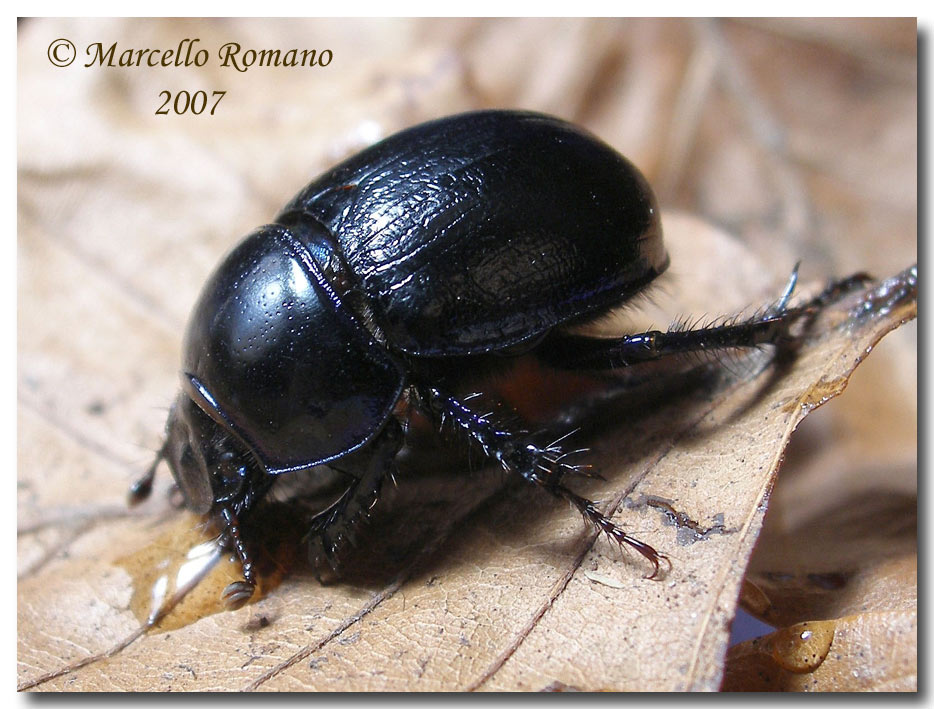 A spasso sulle Alpi Marittime:19. Anoplotrupes stercorosus